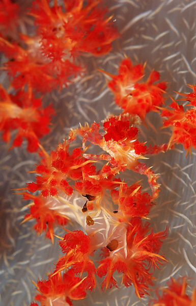 Soft coral Spidercrab