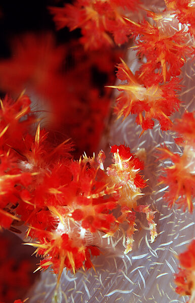 Soft coral Spidercrab