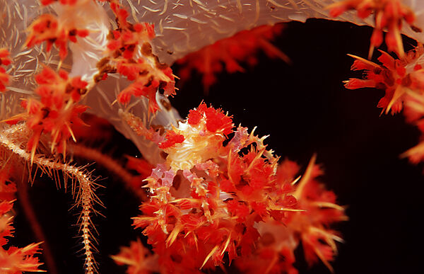 Soft coral Spidercrab