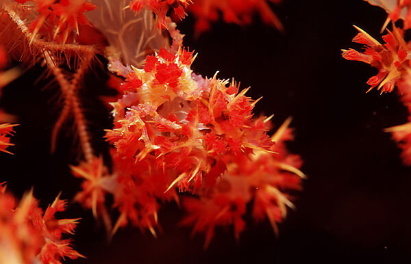 Soft coral Spidercrab