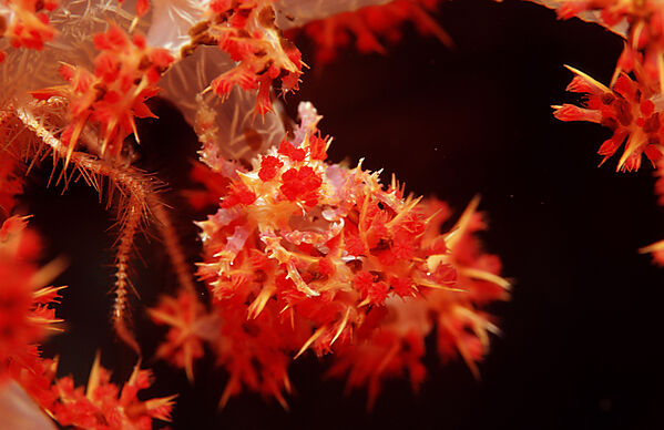 Soft coral Spidercrab
