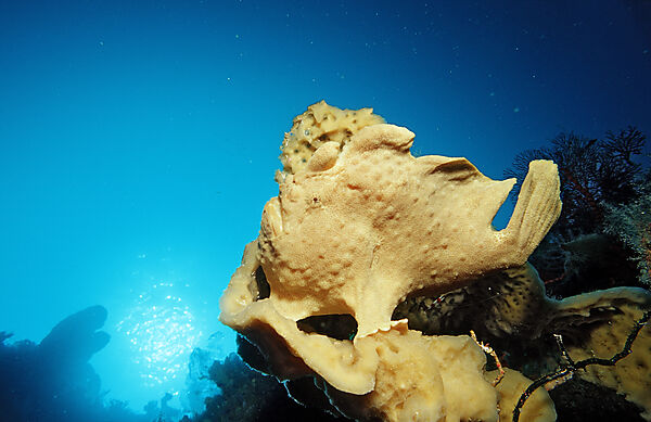Giant frogfish