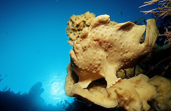 Giant frogfish