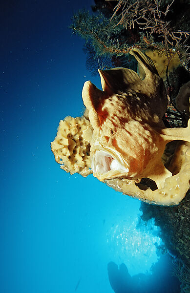 Giant frogfish