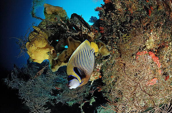 Kroetenfisch und Imperator Kaiserfisch