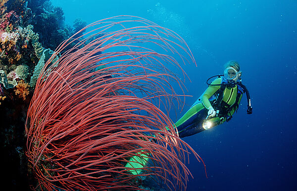 Scuba diver and Coral reef