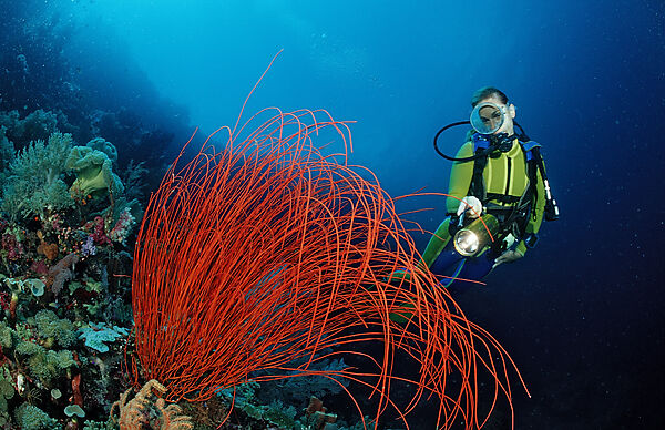 Scuba diver and Coral reef
