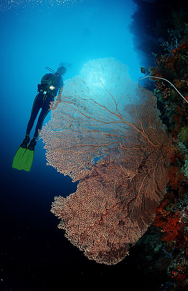 Scuba diver and Coral reef