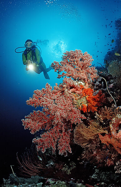 Scuba diver and Coral reef