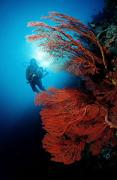Scuba diver and Coral reef