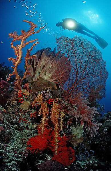 Scuba diver and Coral reef