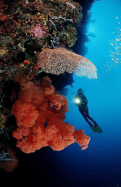 Scuba diver and Coral reef