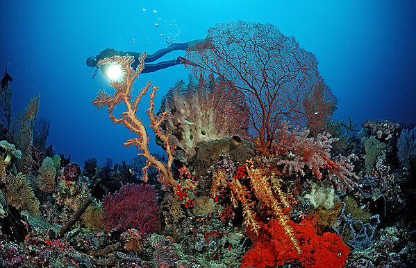 Scuba diver and Coral reef
