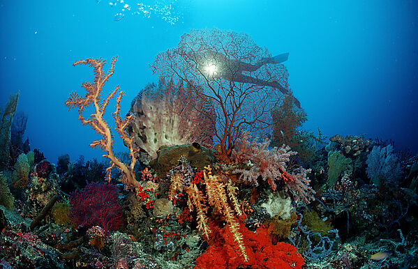 Scuba diver and Coral reef