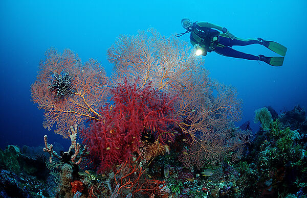 Scuba diver and Coral reef