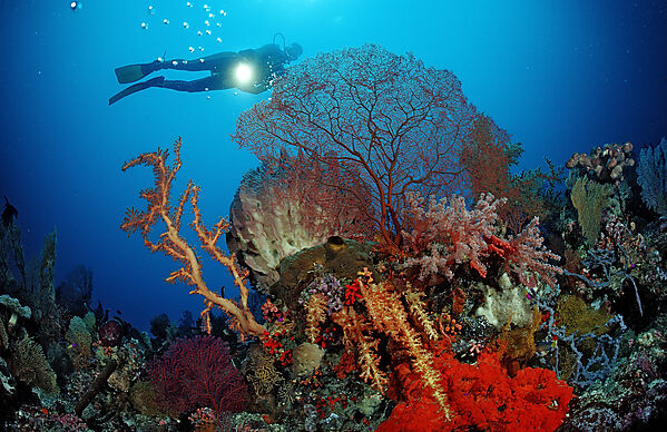Scuba diver and Coral reef