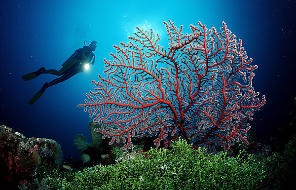 Scuba diver and Coral reef