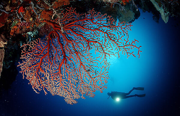 Scuba diver and Coral reef