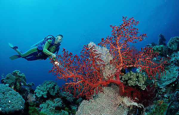 Scuba diver and Coral reef