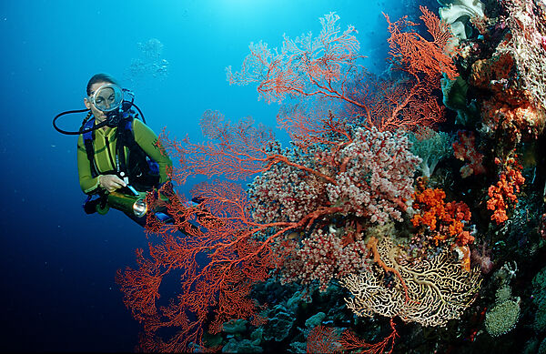 Scuba diver and Coral reef
