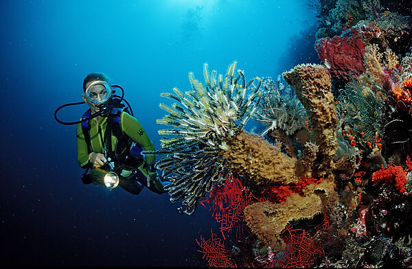 Scuba diver and Coral reef
