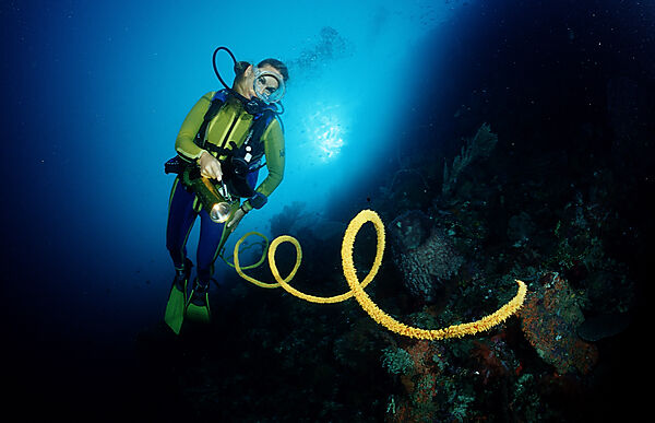 Scuba diver and Coral reef