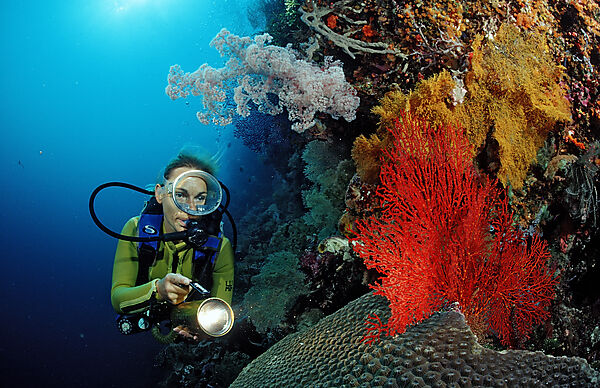 Scuba diver and Coral reef