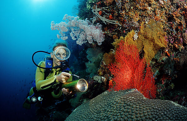 Scuba diver and Coral reef