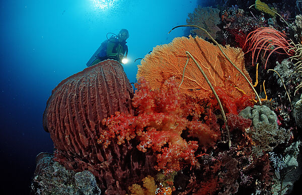 Scuba diver and Coral reef
