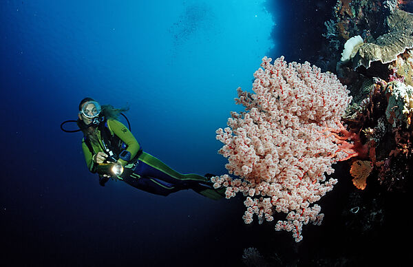 Scuba diver and Coral reef
