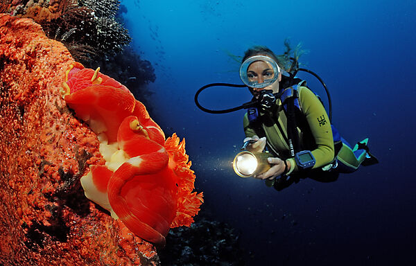 Spanish dancer, nudibranch