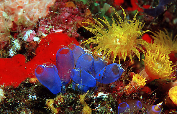 Blue sea squirts and yellow cave coral