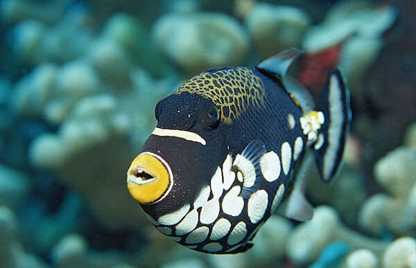 Clown triggerfish
