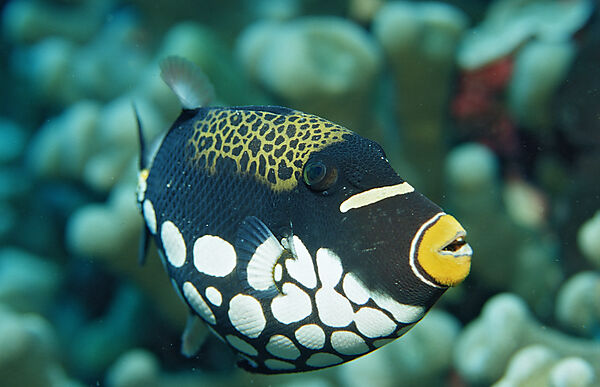 Clown triggerfish