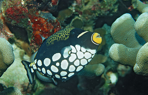 Clown triggerfish