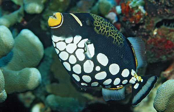 Clown triggerfish