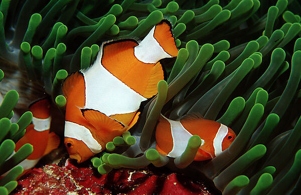 Clown anemonefish cleans eggs