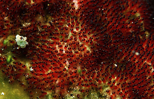 Eggs of Clown anemonefishes