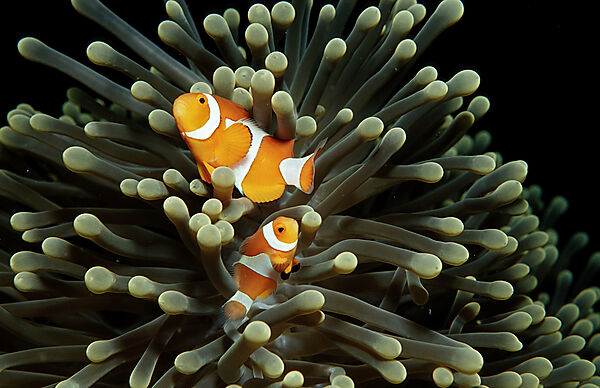 Clown anemonefishes