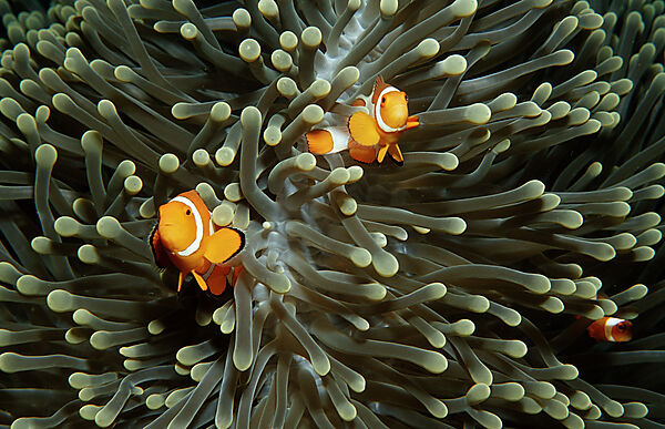 Clown anemonefishes
