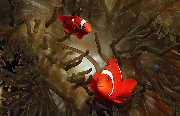 Stachel-Anemonenfisch