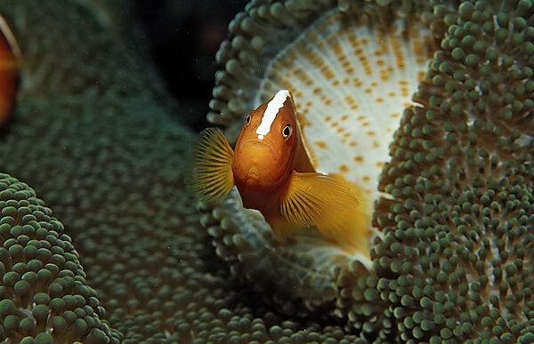 Oranger Anemonenfisch