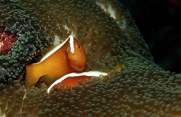 Oranger Anemonenfisch