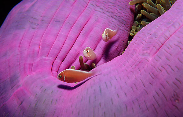 Halsband-Anemonenfisch