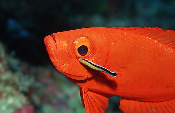 Grossaugenbarsch und Putzerfisch