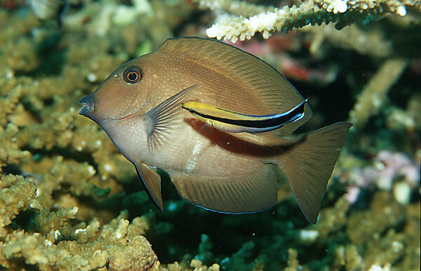 Brauner Segelflosser und Putzerfisch