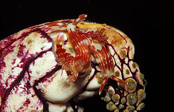 Two sea slugs