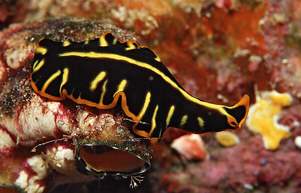 Flatworm