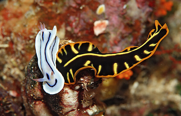 Plattwurm und Prachtsternschnecke