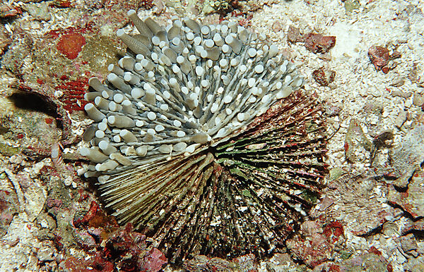 Sick Mushroom coral